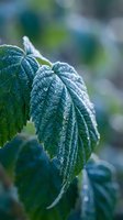 Frost-covered green leaves with detailed ice crystals on serrated edges creating natural winter texture against soft blurred background in cold morning light.