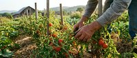 Senior farmer harvesting fresh red tomatoes in organic vegetable garden with greenhouse background. Sustainable agriculture and healthy food production concept.