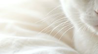 Close-up of a white cat's delicate whiskers against a soft, dreamy light background, evoking purity, calm, and gentle feline grace.