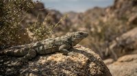 Camouflaged lizard resting on rocky terrain in arid desert landscape with sparse vegetation and natural sunlight for wildlife and nature content.