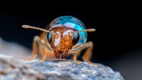 Extreme macro portrait of metallic blue-eyed wasp with distinctive facial features and antennae on textured surface. Detailed insect photography showing compound eyes and mandibles.