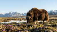 Brown musk ox grazing on colorful Arctic tundra with snow-capped mountains in background. Wildlife photography showcasing northern wilderness and spring blooms.