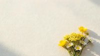 Yellow flowers and white daisies arranged on textured beige paper background with soft natural lighting and shadows for spring design projects.
