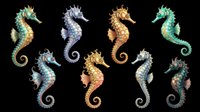 Seahorse collection in various colors isolated on transparent background, ready for t-shirt design, clipart, stickers, sublimation and print-on-demand products.
