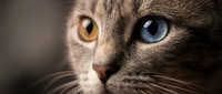 Close-up portrait of adorable kitten with striking heterochromia eyes, one amber and one blue, showcasing unique feline beauty and genetic diversity.