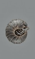 Armadillo rolled into defensive ball position showing segmented shell armor plates on neutral gray background for wildlife and nature designs.
