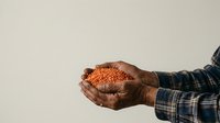 Farmer's hands holding red lentils in palms against neutral background, suitable for agriculture, food production, organic farming, and culinary content.