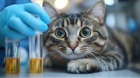 Curious tabby cat watching laboratory test tubes with yellow liquid while veterinarian conducts medical examination in modern clinic setting.