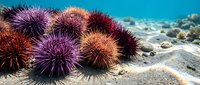 Colorful sea urchins with spiny shells resting on sandy ocean floor in crystal clear tropical waters with coral reef background for marine biology education.