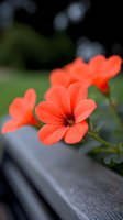 Vibrant coral-colored geranium flowers bloom against blurred background, with selective focus on delicate petals and dark center, resting on wooden surface.