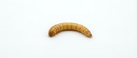 Mealworm larva isolated on white background, suitable for educational content, pest control, animal feed, and scientific research materials.