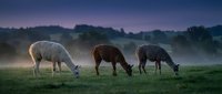 Herd of sheep grazing in misty pasture at dawn, with white and brown woolly animals feeding on green grass in foggy countryside landscape.