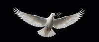 White dove flying with outstretched wings carrying olive branch against black background symbolizing peace, freedom and hope for spiritual concepts.