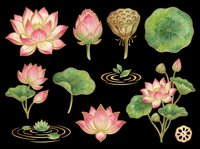 Lotus flower collection with pink blooms, buds, green lily pads, and seed pods isolated on transparent background. Ready for t-shirt design, clipart, stickers, sublimation, and print-on-demand projects.
