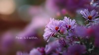 Purple and pink aster flowers blooming in garden with soft bokeh background and inspirational peace quote, creating serene natural atmosphere for wellness and meditation.