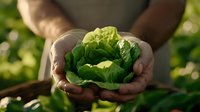 Hands gently holding fresh green lettuce head in garden setting with natural sunlight and blurred foliage background for organic farming concepts.