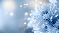Soft blue and white chrysanthemum flowers with delicate petals and bokeh light effects, suitable for wellness, spa, and floral design projects.