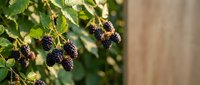 Fresh ripe blackberries hanging on thorny bush branches with green leaves against blurred wooden background for organic farming and healthy eating concepts.