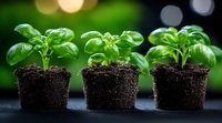 Fresh basil seedlings growing in soil with vibrant green leaves against blurred bokeh background, showing sustainable herb gardening and organic food cultivation.