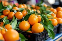 Fresh organic oranges with green leaves displayed in black crates at farmers market. Healthy citrus fruits for juice, cooking and natural vitamin C nutrition.