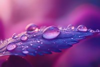 Macro photography of water drops on purple flower petal showing surface tension and light refraction against vibrant pink and blue bokeh background.