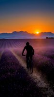 Cyclist silhouette riding through purple lavender field at golden sunset with mountain landscape backdrop for outdoor adventure and wellness concepts.