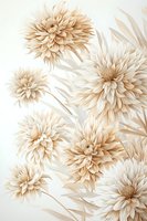 Delicate beige dahlia flowers arrangement on white background, soft pastel floral composition with gentle petals and natural stems for wedding design.