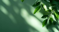 Fresh green leaves casting soft shadows on mint green wall, creating natural minimalist composition with gentle sunlight and copy space for text.