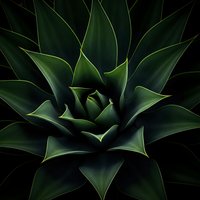 Close-up view of green agave plant with thick succulent leaves arranged in geometric rosette pattern against dark background for botanical design projects.