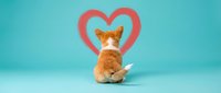 Orange tabby kitten sitting with back turned toward camera against turquoise background with pink heart shape, pet love concept for veterinary care designs.