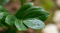 Fresh green leaves with water droplets on natural blurred background. Organic foliage with morning dew for wellness and nature concepts.