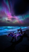 Spectacular aurora borealis dancing over ocean waves with driftwood on sandy beach creating magical nighttime seascape for nature and travel designs.