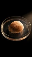 Human brain model in glass petri dish for medical research and neuroscience education with dramatic lighting on dark background.