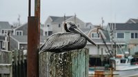 Brown pelican perched on weathered wooden dock post at coastal marina with boats and waterfront buildings in background on overcast day.