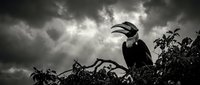 Dramatic black and white hornbill bird perched on branch against stormy cloudy sky creating moody atmospheric wildlife scene for nature photography projects.