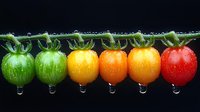 Fresh cherry tomatoes in gradient color from green to red with water drops on black background, showing ripening stages of tomatoes in line formation.