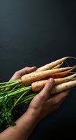 Fresh organic parsnips with green stems held in male hands against dark background. Suitable for farm produce, healthy eating, and organic food marketing.