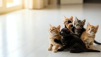 Adorable group of mixed breed kittens sitting together on clean floor in bright home interior with warm sunlight streaming through windows.