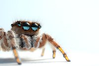 Extreme macro photography of jumping spider with large blue eyes and fuzzy brown body against white background, showing intricate details of arachnid features.