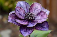 Vibrant purple anemone flower in full bloom with dark speckles and spots on petals, detailed macro photography showing delicate texture and pistils in center.