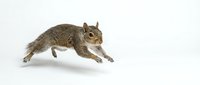 Gray squirrel leaping mid-air, isolated on white background. Dynamic wildlife pose with fluffy tail and sharp claws, ready for design use.