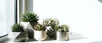 Small succulent plants in modern metallic and ceramic pots arranged on white windowsill with natural light for home decor and interior design.