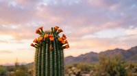 Blooming saguaro cactus with orange flowers against desert mountain landscape at sunset. Desert flora, southwestern nature, arid climate botanical specimen.