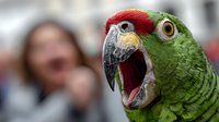Vibrant green parrot with red head feathers calling loudly with open beak, showing detailed facial features and colorful plumage in sharp focus.