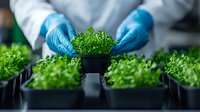 Scientist in lab coat and blue gloves examining microgreens in growing trays, close-up view of hydroponic agriculture research and quality control in modern facility.