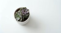 Small purple and green succulent plant in white ceramic pot on clean white background isolated for home decor and gardening design projects.