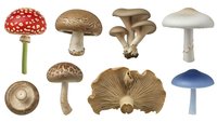 Collection of realistic mushroom varieties including red spotted toadstool, brown caps, oyster mushrooms and blue stem fungi isolated on white background.