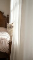 Adorable cream colored kitten with blue eyes peeking from behind white curtain in cozy bedroom interior for pet lifestyle and home decor concepts.