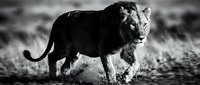 Powerful male lion running through savanna in dramatic black and white, showcasing raw strength and wild nature of African predator.