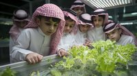 Middle Eastern boys in traditional attire examining hydroponic lettuce plants in modern agricultural facility, learning about sustainable farming technology.